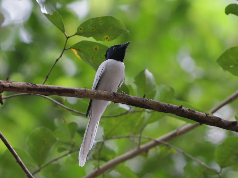 Amur Paradise Flycatcher